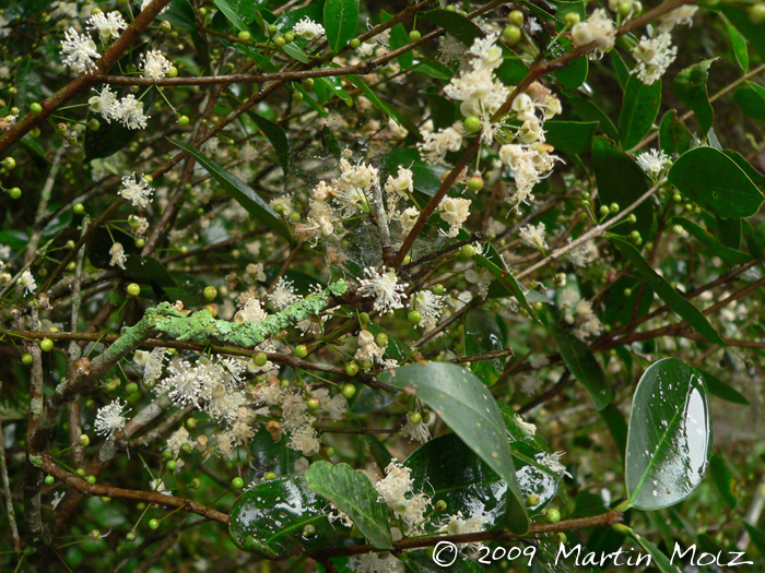 Eugenia hiemalis