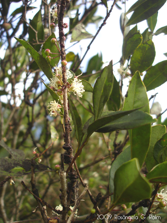 Eugenia hiemalis