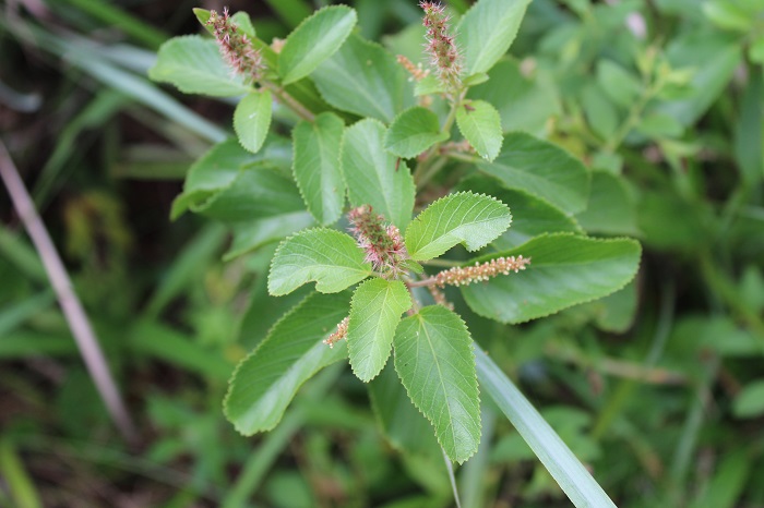 Acalypha senilis