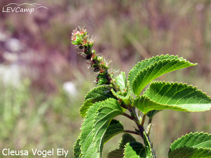 Acalypha senilis