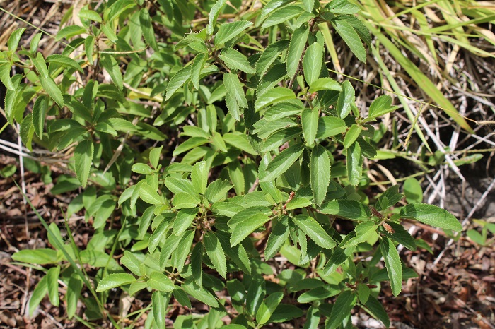 Acalypha communis