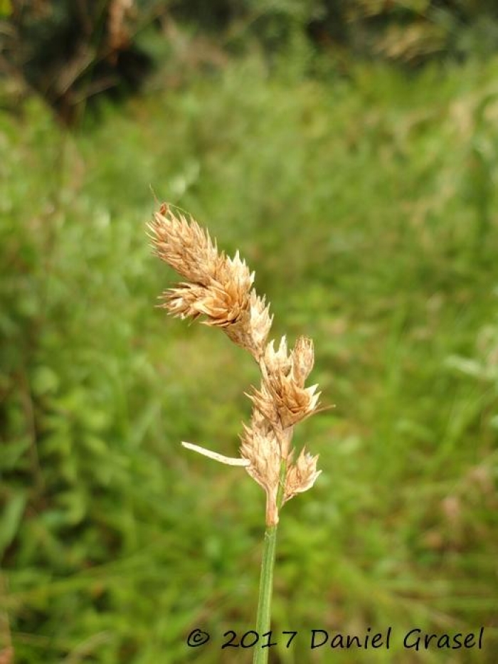 Carex longii var. meridionalis