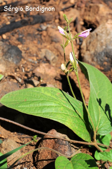 Galactia benthamiana