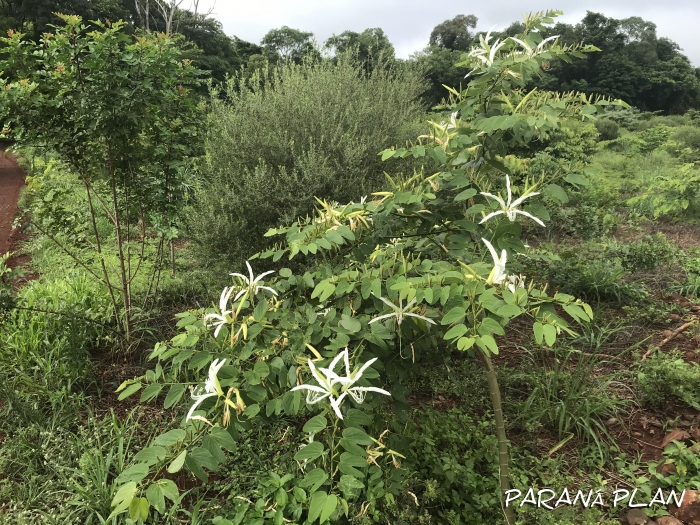Bauhinia forficata