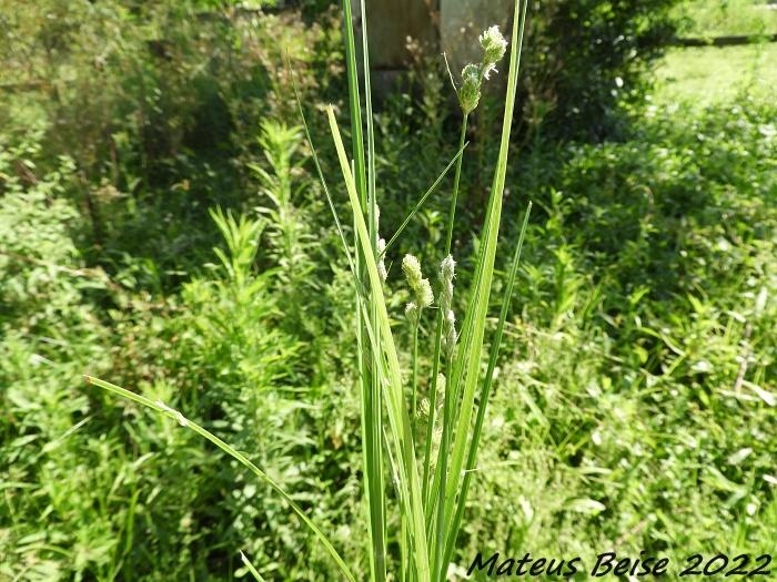 Carex longii var. meridionalis