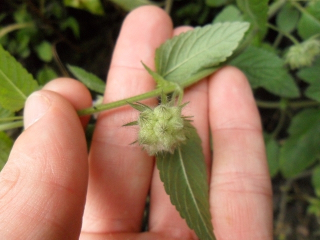 Marsypianthes chamaedrys