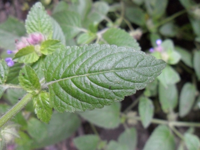 Marsypianthes chamaedrys