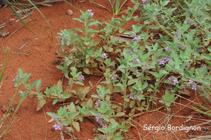 Marsypianthes hassleri