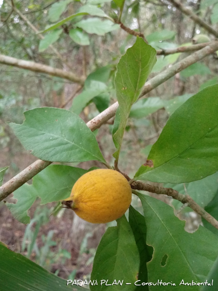 Randia ferox