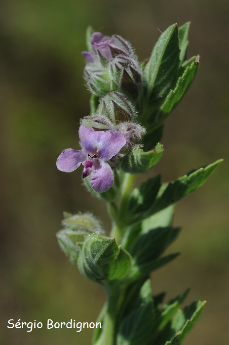 Marsypianthes hassleri