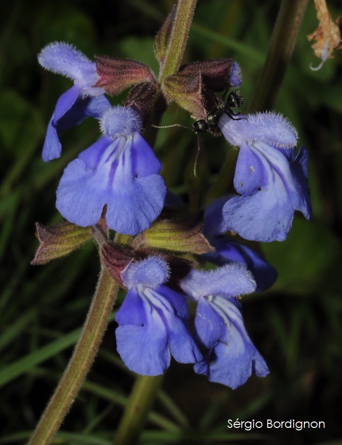 Salvia ovalifolia