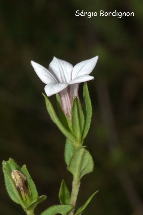 Spigelia stenophylla
