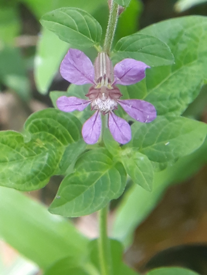 Cuphea racemosa