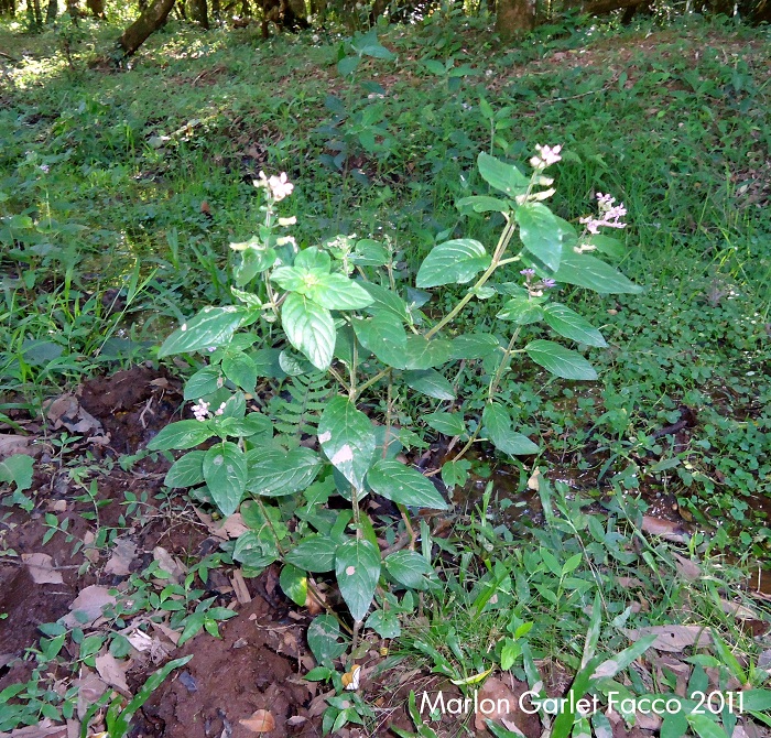 Cuphea racemosa