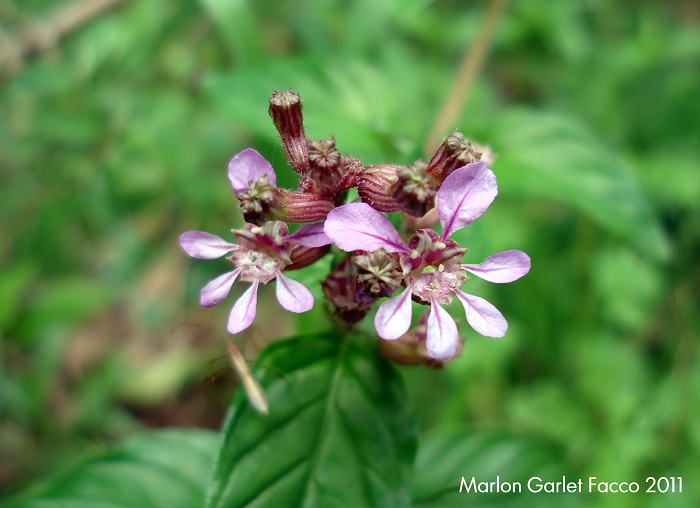 Cuphea racemosa