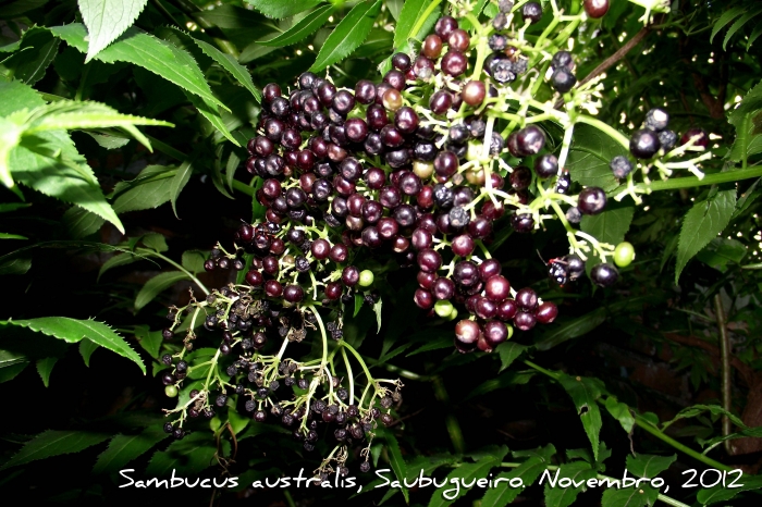 Sambucus australis