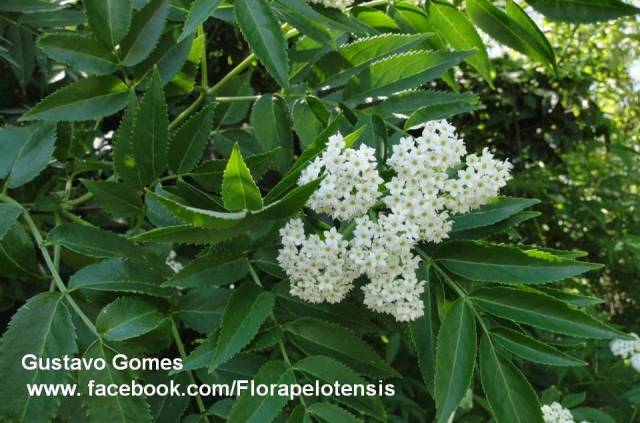 Sambucus australis