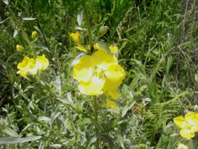 Ludwigia sericea