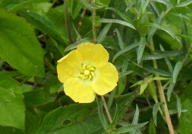 Ludwigia sericea