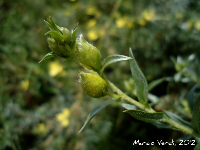 Ludwigia sericea