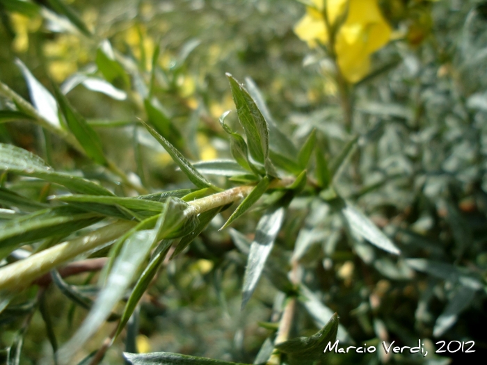 Ludwigia sericea