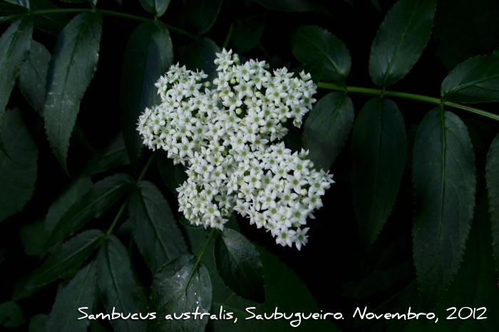 Sambucus australis