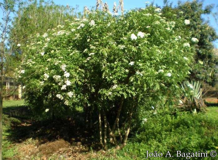 Sambucus australis