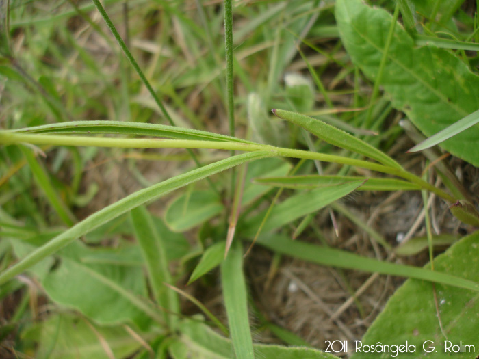 Buchnera longifolia