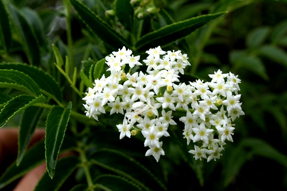 Sambucus australis