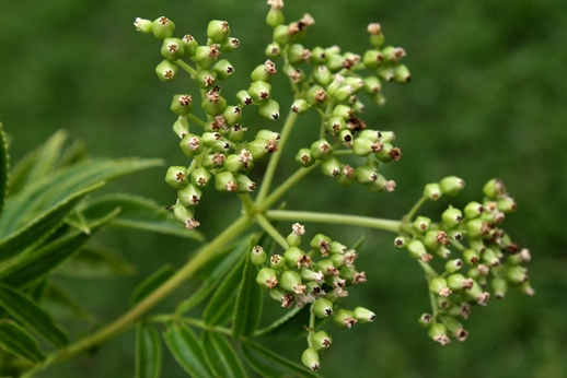 Sambucus australis