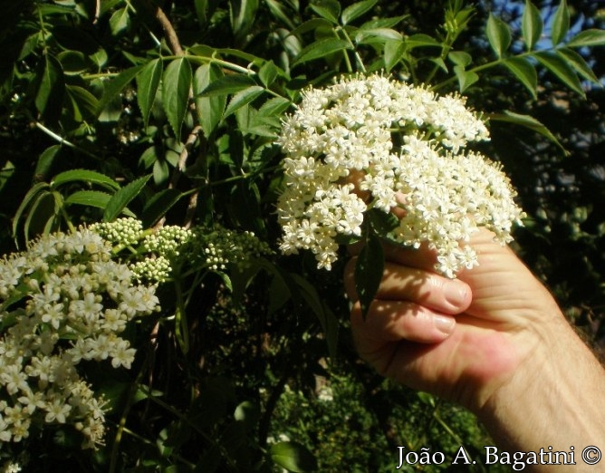 Sambucus australis