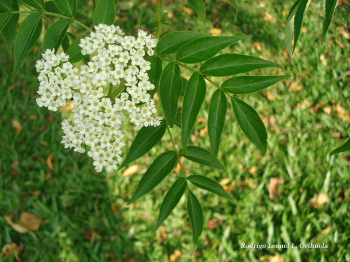 Sambucus australis