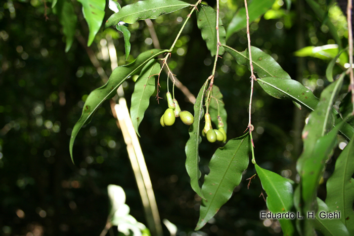 Ouratea parviflora