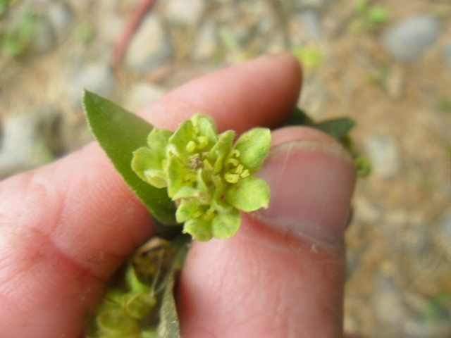 Croton calycireduplicatus