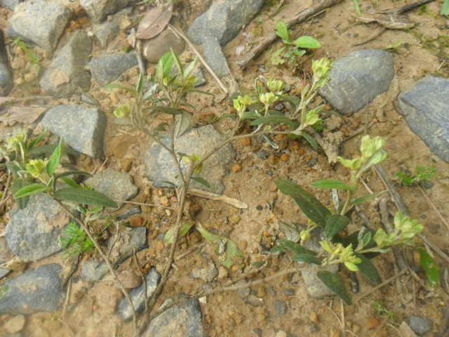 Croton calycireduplicatus