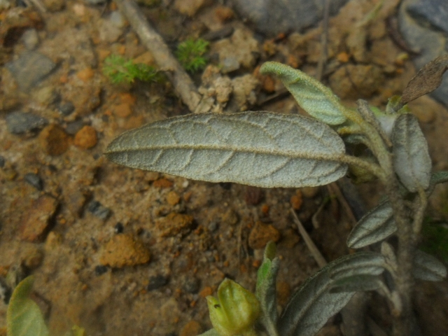 Croton calycireduplicatus