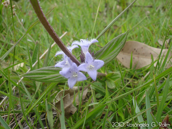 Borreria poaya