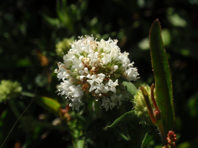 Staelia thymoides