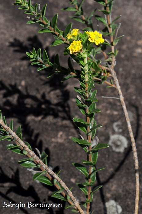 Lippia arechavaletae