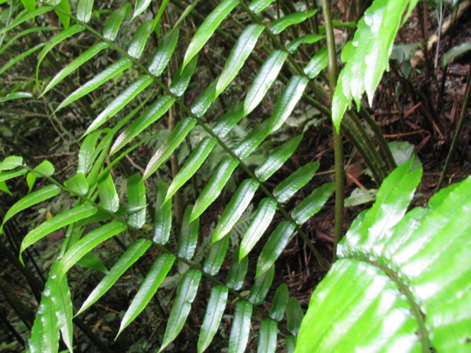 Marattia cicutifolia