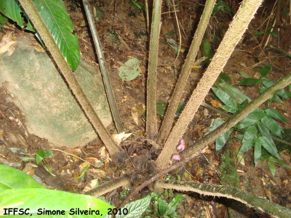 Marattia cicutifolia