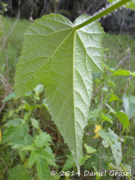 Hibiscus striatus