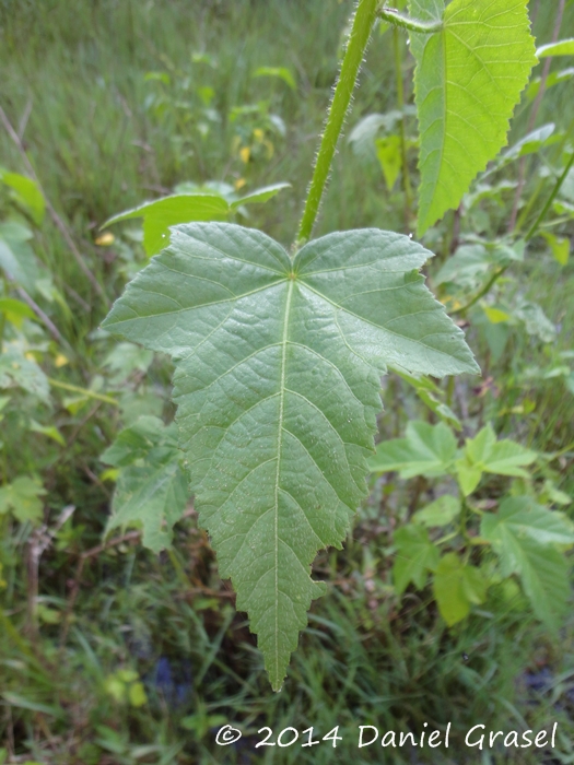 Hibiscus striatus