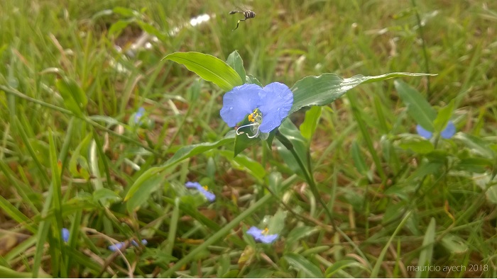 Commelina diffusa