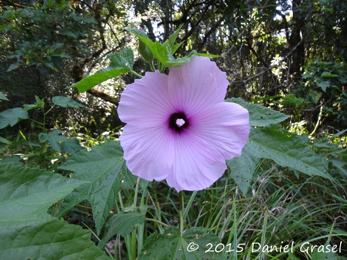 Hibiscus striatus