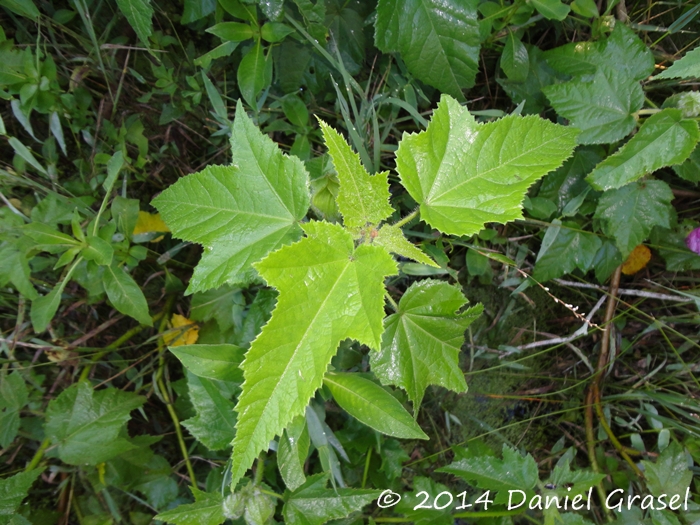 Hibiscus striatus