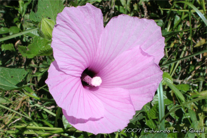 Hibiscus striatus