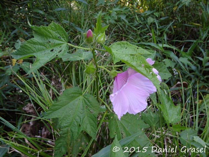 Hibiscus striatus