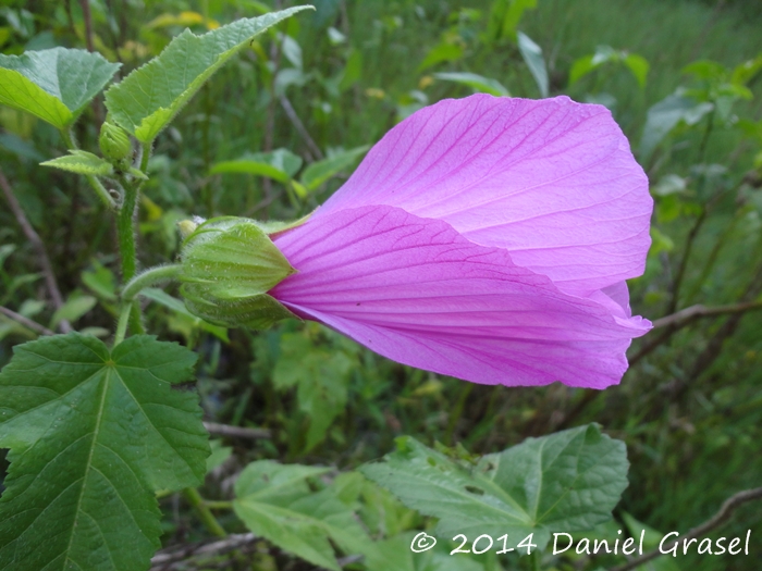 Hibiscus striatus