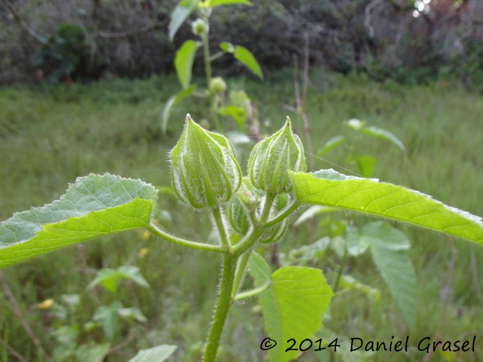 Hibiscus striatus